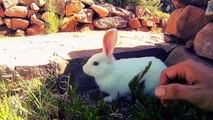 Feel the Soft! Snow White Fur, Pink Bunny Ears