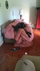 Guilty dog slips through door after getting caught