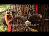 Temple with bharal horns at head of Jallandhri Garh: Lamkhaga trek