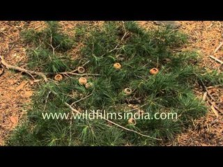 Walnut shells eaten by Flying Squirrels, in intriguing fashion!