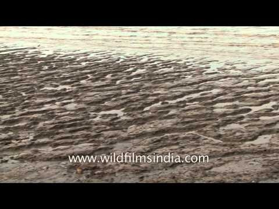 Ship waiting to recycle at Alang Ship breaking yard