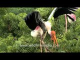 Beautiful nesting wetland Storks of India!