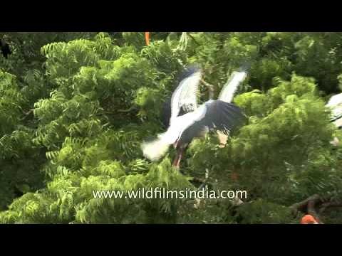 Painted storks heronry at Bhavnagar - Gujarat