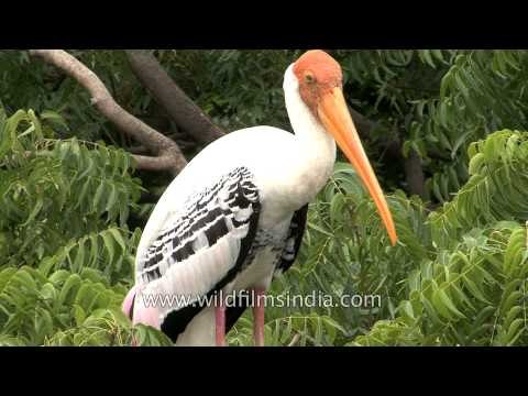 Painted storks in Bhavnagar, Gujarat
