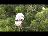 Painted Storks - Wading birds in Gujarat