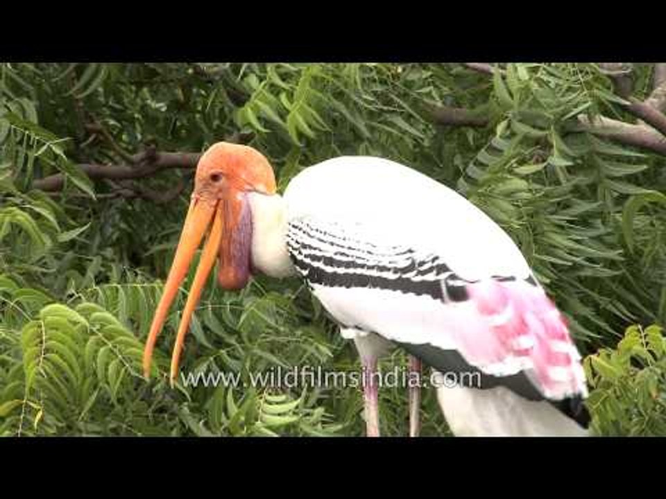 Painted storks make their homes on a tree