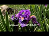 Iris kemaonensis growing wild, in western Himalayan profusion