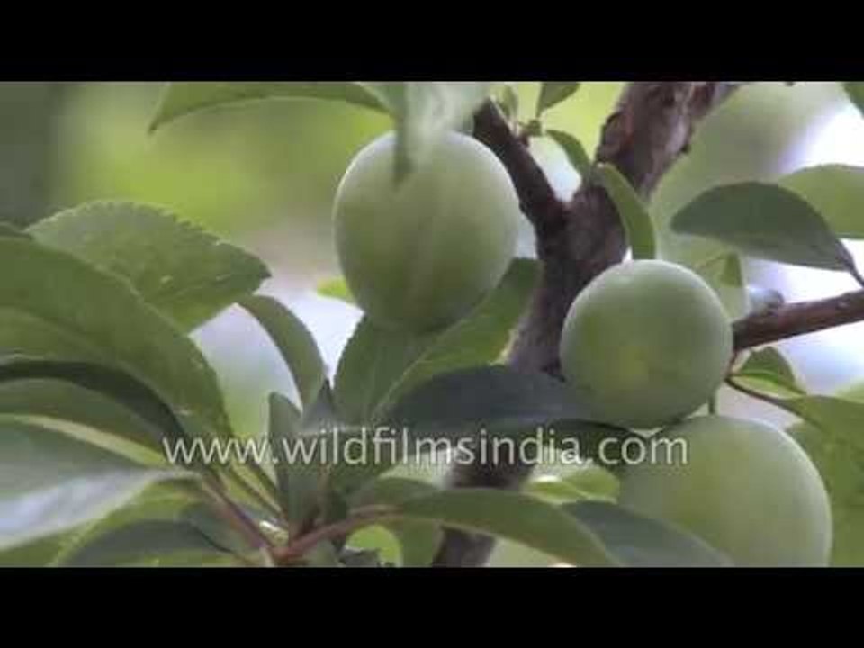 Unripe Plums just weeks short of ripening in the Himalaya