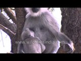 Baby langur suckles his mother in Landour, Uttarakhand
