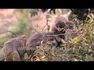Macaques family groom and de-tick each other
