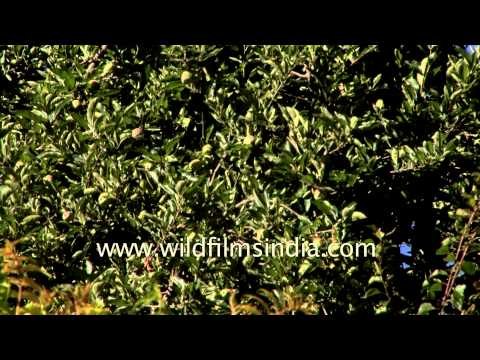 Lush green valleys en route Lamkhaga Trek, Himachal Pradesh