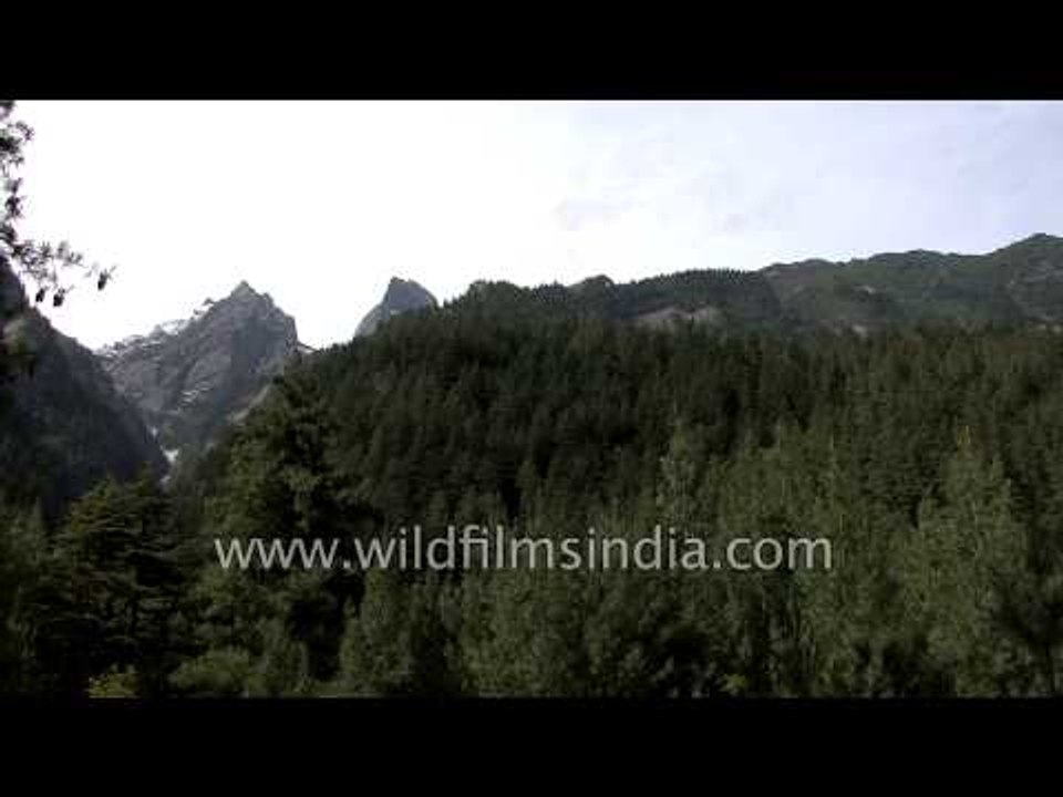Pine forest en route Lamkhaga Pass, Himachal Pradesh