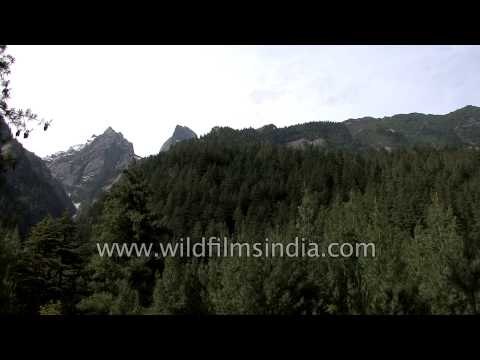Pine forest en route Lamkhaga Pass, Himachal Pradesh