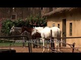 Stable at Samode Haveli, Jaipur - Rajasthan