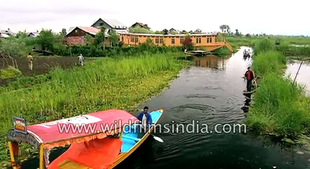 Floating market in Dal lake: Srinagar, Jammu and Kashmir