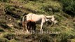 Horse grazing in Himalayan meadow: Kashmir