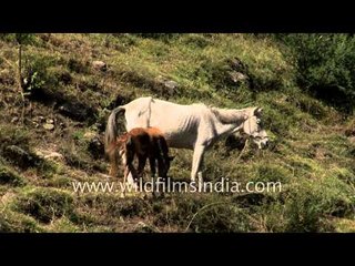 Horse grazing in Himalayan meadow: Kashmir