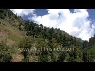 Pahalgam surrounded by beautiful pine forest - Kashmir