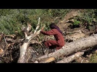 Kashmiri woman collects firewood from forest