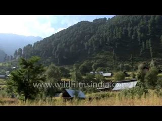 Pahalgam surrounded with thick pine trees - Kashmir