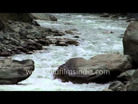 Pahalgam stream - Best for trout fishing