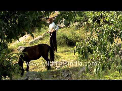 Village man feeds horse in green meadows - Kashmir