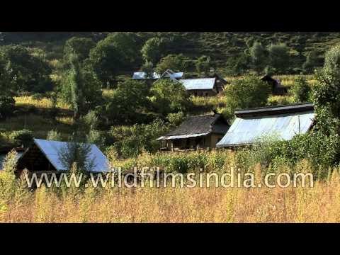 Beautiful valleys, lush green meadows - Kashmir