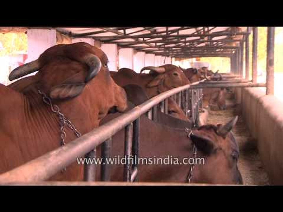 The cow farms and dairies that provide milk to 1.20 billion Indians