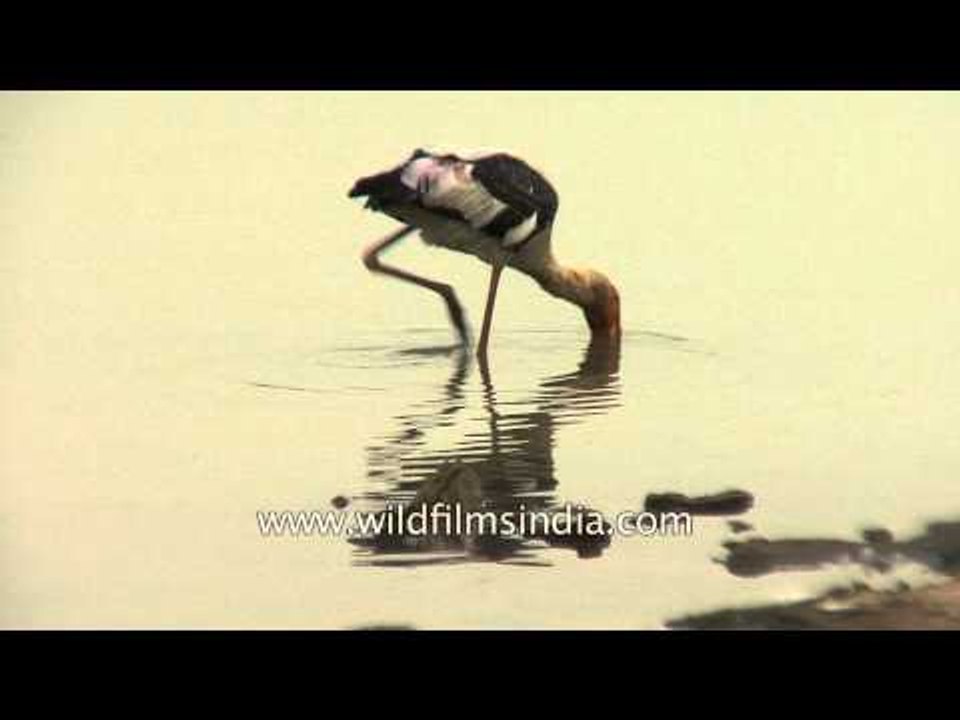 Painted stork wade through water