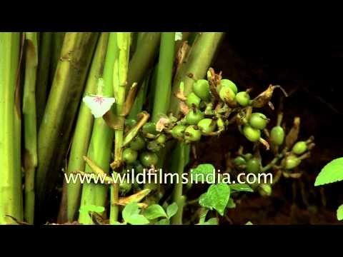 Cardamom - the King of Kerala's spices