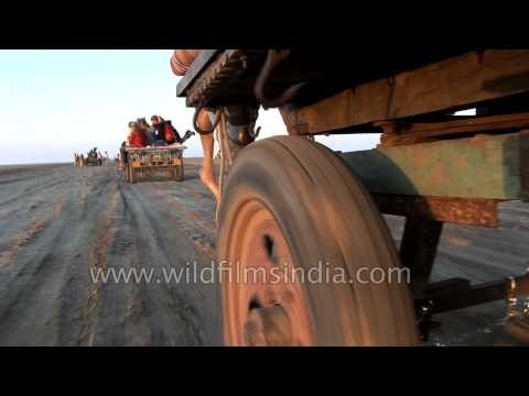 Aeroplane tyre Camel carts take tourists into salt desert in India