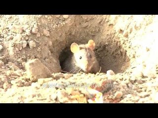 Cute Desert mouse does house-keeping in Rann of Kutch