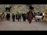 Cute little Kashmiri herders lead Pashmina goats in Pahalgam