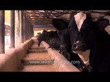 Maharshi Dayanand Gosamwardhan Kendra preserves cattle, in Delhi