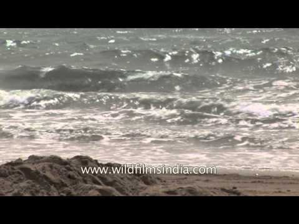 Camel waiting for riders - Gujarat