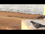 Pigeons by the sea: Koteshwar Mahadev Temple pigeons in the Rann, Gujarat