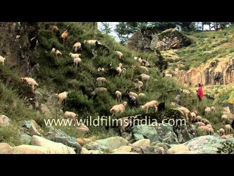 Herd of Pashmina goats grazing on high altitude meadow, in Kashmir