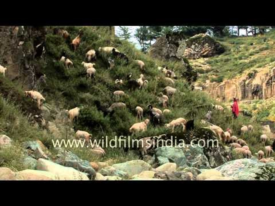 Herd of Pashmina goats grazing on high altitude meadow, in Kashmir