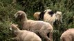 Herd of Pashmina sheep and goats grazing in Himalayas