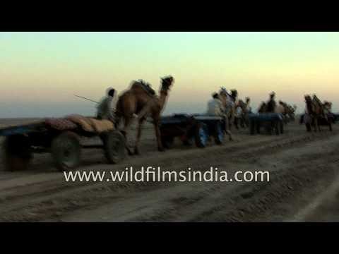 Tourists take a camel cart ride in Gujarat