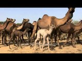 Camels depart for their new journey - Kutch, Gujarat