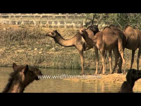 Camels throng waterhole in Rann of Kutch, Gujarat