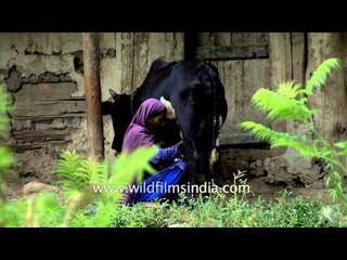 Woman milks cow in Kashmir, India