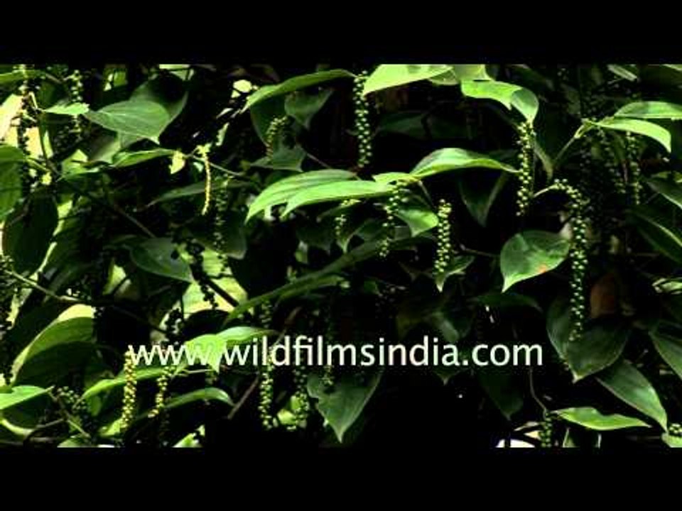 Black pepper (Piper nigrum) plantation in Kerala