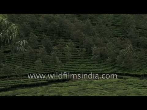 Green tea bushes in Munnar, Kerala