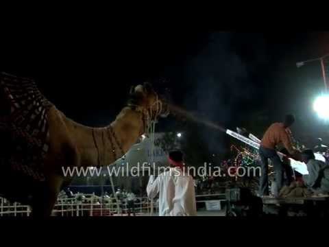 Students take out a carnival parade : Rann Utsav, Gujarat