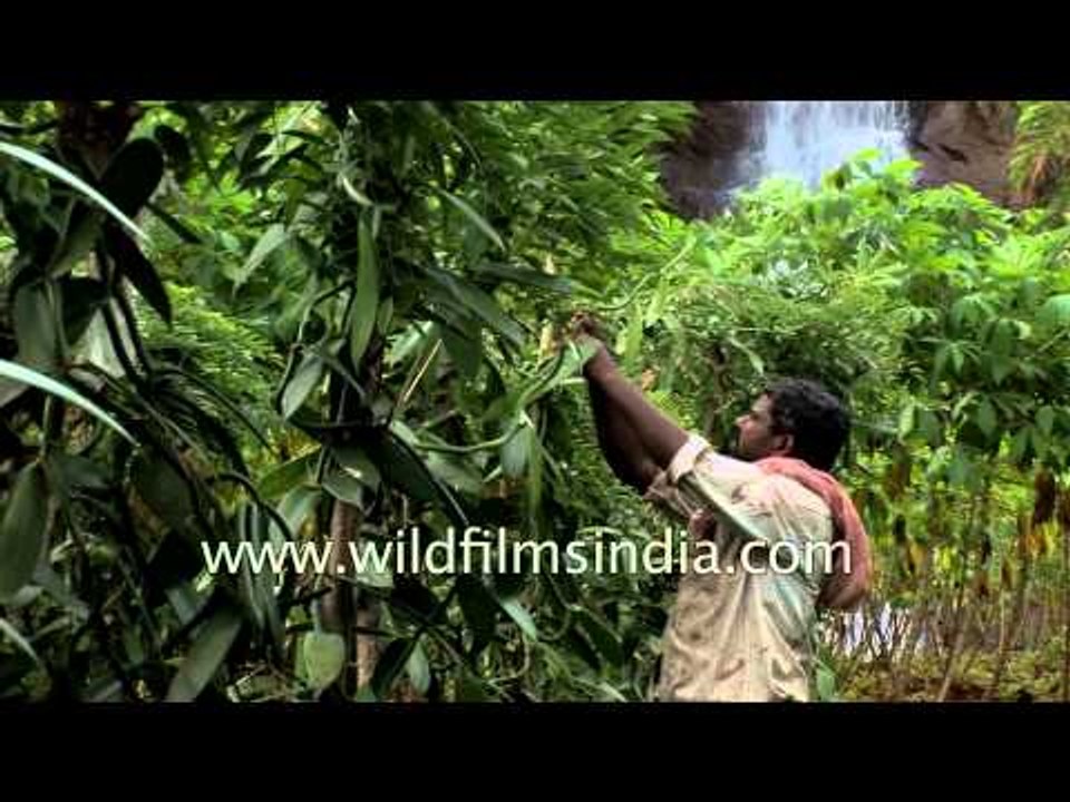 Green Vanilla bean orchids growing in Kerala plantation