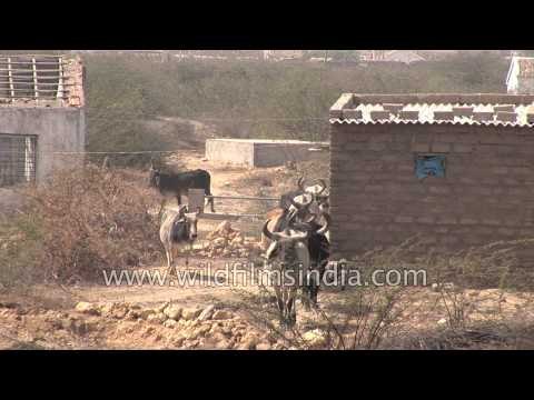 Village in the Rann of Kutch, Gujarat