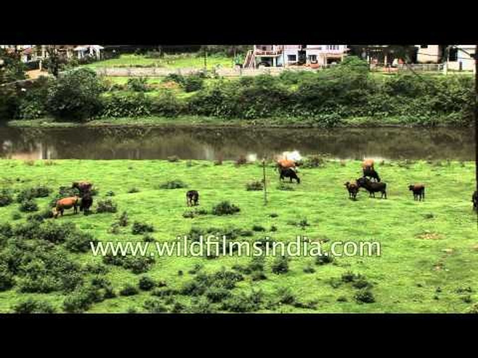 Cattle grazing in a green field - Munnar, Kerala