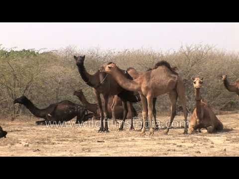 Herd of camel in Rann of Kutch - Gujarat